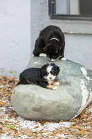 Cooper, a male Miniature Bernedoodle for sale in Seffner, FL – Photo 5 of 6