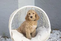 Shroder, a male Goldendoodle for sale in Seffner, FL – Photo 2 of 5