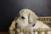 Colt, a male Goldendoodle for sale in Seffner, FL – 7 of 10