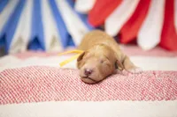 Jubilee, a female Goldendoodle for sale in Seffner, FL – 5 of 5