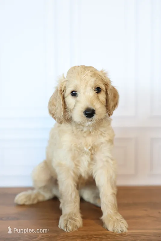 Ranger – Goldendoodle puppy for sale in Seffner, FL
