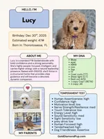 Maggie, a female Goldendoodle for sale in Seffner, FL – 2 of 2