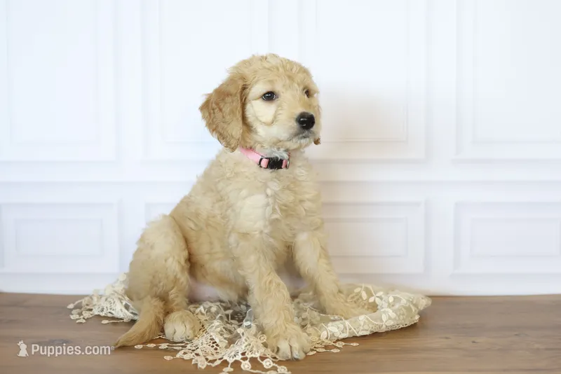 Lady Liberty – Goldendoodle puppy for sale in Seffner, FL