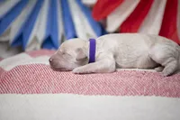 Colt, a male Goldendoodle for sale in Seffner, FL – 4 of 5