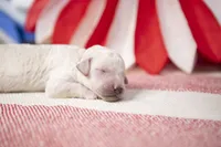 Uncle Same, a male Goldendoodle for sale in Seffner, FL – 1 of 6