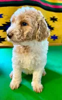 Benji, a male Poodle - Standard  for sale in Seffner, FL – 3 of 3