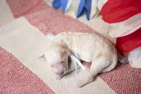 Liberty Bell, a female Goldendoodle for sale in Seffner, FL – 2 of 5