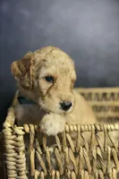 Ford, a male Goldendoodle for sale in Seffner, FL – 3 of 7