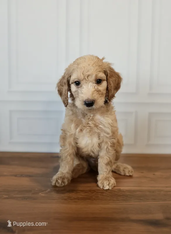 Rocky – Goldendoodle puppy for sale in Seffner, FL