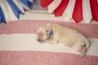 Ranger, a male Goldendoodle for sale in Seffner, FL – 3 of 5