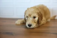 Ford, a male Goldendoodle for sale in Seffner, FL – 7 of 7
