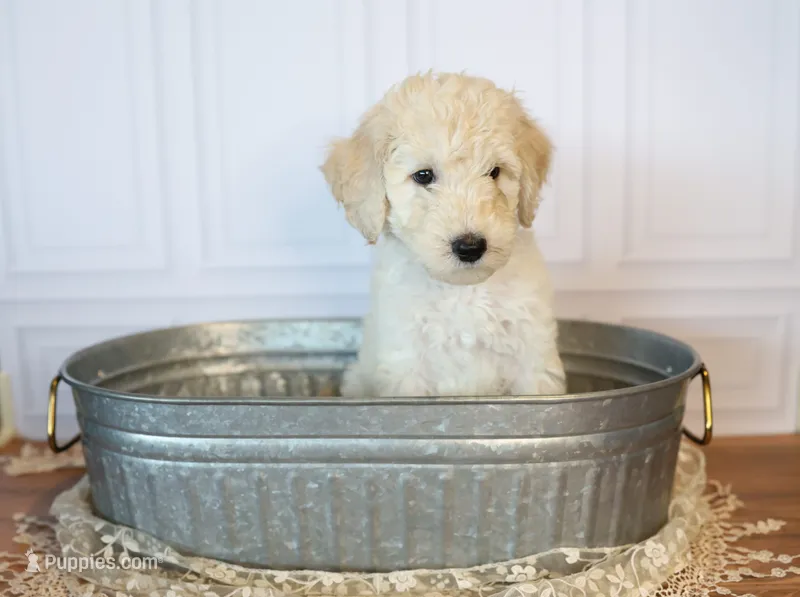 Colt – Goldendoodle puppy for sale in Seffner, FL