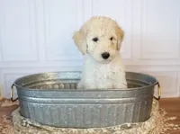 Colt, a male Goldendoodle for sale in Seffner, FL – 1 of 10