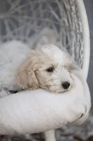 Charlie Brown, a male Goldendoodle for sale in Seffner, FL – Photo 2 of 6