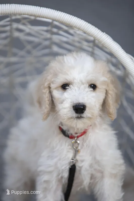 Charlie Brown – Goldendoodle puppy for sale in Seffner, FL