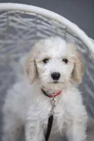 Charlie Brown, a male Goldendoodle for sale in Seffner, FL – Photo 1 of 6