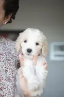 Charlie Brown, a male Goldendoodle for sale in Seffner, FL – Photo 3 of 6