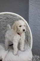 Charlie Brown, a male Goldendoodle for sale in Seffner, FL – Photo 5 of 6