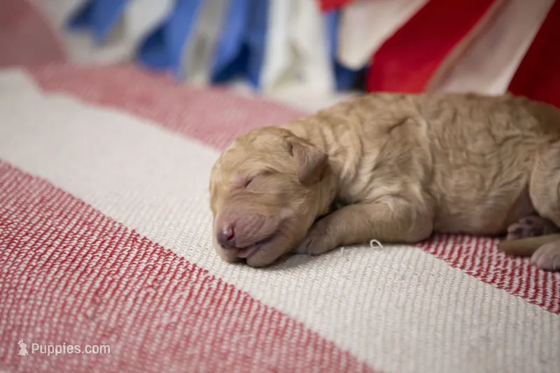 Captain America – Goldendoodle puppy for sale in Seffner, FL