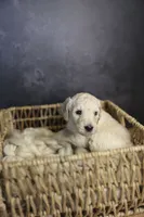 Uncle Sam, a male Goldendoodle for sale in Seffner, FL – 6 of 9