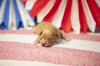 Jubilee, a female Goldendoodle for sale in Seffner, FL – 4 of 5