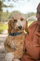 Cricket, a male Goldendoodle for sale in Seffner, FL – 7 of 8