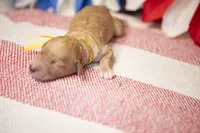 Jubilee, a female Goldendoodle for sale in Seffner, FL – 2 of 5