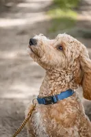 Cricket, a male Goldendoodle for sale in Seffner, FL – 3 of 8
