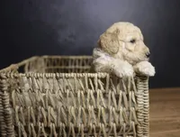 Colt, a male Goldendoodle for sale in Seffner, FL – 5 of 10
