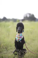 Iona, a female Poodle - Standard  for sale in Seffner, FL – 1 of 5