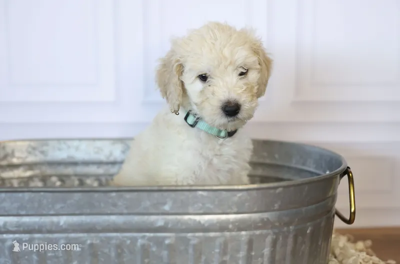 Liberty Bell – Goldendoodle puppy for sale in Seffner, FL