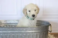 Liberty Bell, a female Goldendoodle for sale in Seffner, FL – 1 of 10