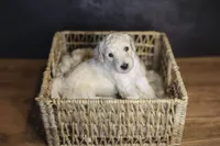 Uncle Sam, a male Goldendoodle for sale in Seffner, FL – 5 of 9
