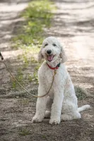 Charlie Brown, a male Goldendoodle for sale in Seffner, FL – 10 of 10