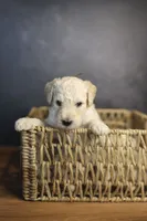 Uncle Sam, a male Goldendoodle for sale in Seffner, FL – 3 of 9