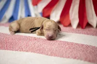 Rocky, a male Goldendoodle for sale in Seffner, FL – 4 of 4