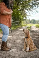 Cricket, a male Goldendoodle for sale in Seffner, FL – 8 of 8