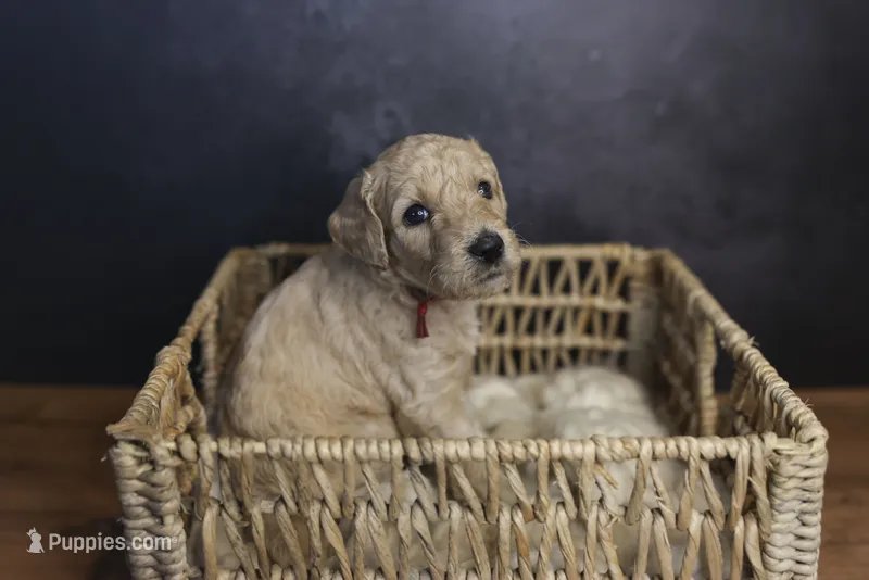 Lady Liberty – Goldendoodle puppy for sale in Seffner, FL