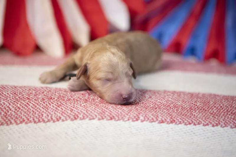 Rocky – Goldendoodle puppy for sale in Seffner, FL