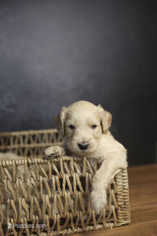 Ranger – Goldendoodle puppy for sale in Seffner, FL