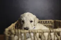 Colt, a male Goldendoodle for sale in Seffner, FL – 10 of 10