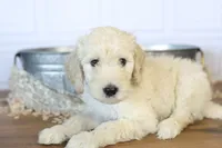 Uncle Sam, a male Goldendoodle for sale in Seffner, FL – 7 of 9