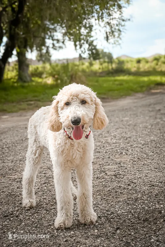 Charlie Brown – Goldendoodle puppy for sale in Seffner, FL