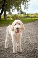 Charlie Brown, a male Goldendoodle for sale in Seffner, FL – 1 of 10