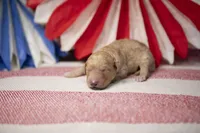 Captain America, a male Goldendoodle for sale in Seffner, FL – 3 of 5