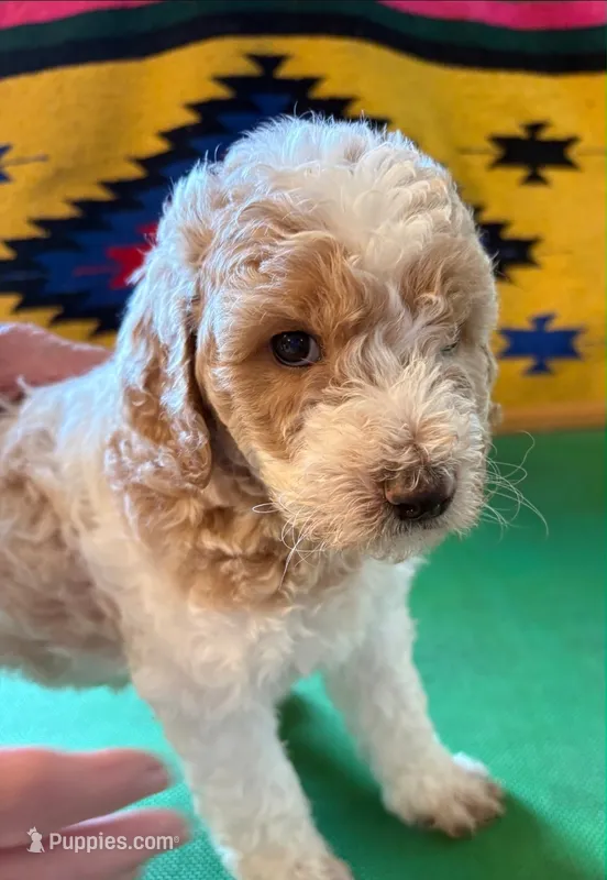 Benji – Poodle - Standard  puppy for sale in Seffner, FL