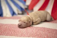 Lady Liberty, a female Goldendoodle for sale in Seffner, FL – 4 of 5