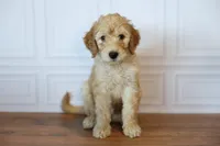 Ford, a male Goldendoodle for sale in Seffner, FL – 1 of 7