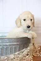 Uncle Sam, a male Goldendoodle for sale in Seffner, FL – 9 of 9