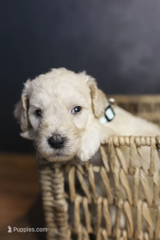 Liberty Bell – Goldendoodle puppy for sale in Seffner, FL